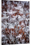 Frosted fennel by Philip Smith