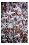 Frosted fennel by Philip Smith