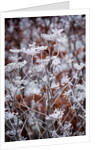 Frosted fennel by Philip Smith