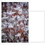 Frosted fennel by Philip Smith