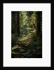 Cwm Ivy by Philip Smith