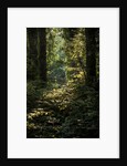 Cwm Ivy by Philip Smith