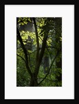 Cwm Ivy by Philip Smith