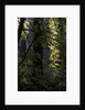 Cwm Ivy by Philip Smith