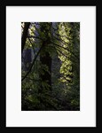 Cwm Ivy by Philip Smith