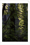 Cwm Ivy by Philip Smith
