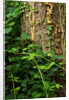 Cwm Ivy by Philip Smith