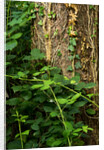 Cwm Ivy by Philip Smith