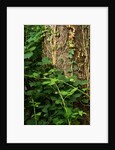 Cwm Ivy by Philip Smith