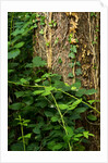 Cwm Ivy by Philip Smith
