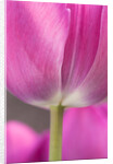 Tulip 'Atilla' by Philip Smith