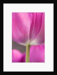 Tulip 'Atilla' by Philip Smith