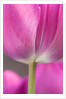 Tulip 'Atilla' by Philip Smith