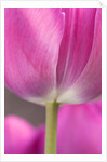 Tulip 'Atilla' by Philip Smith
