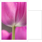 Tulip 'Atilla' by Philip Smith