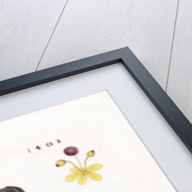 Geoffrey Chaucer by Henry Shaw