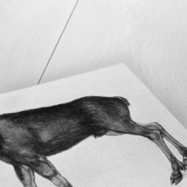 Young Scandinavian Elk with Immature Antlers by Albrecht Dürer