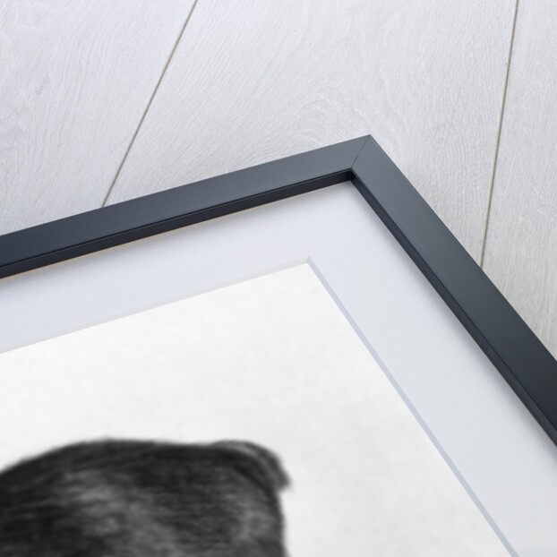 Young Scandinavian Elk with Immature Antlers by Albrecht Dürer