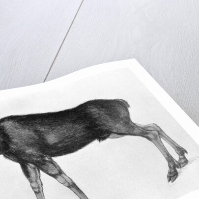 Young Scandinavian Elk with Immature Antlers by Albrecht Dürer