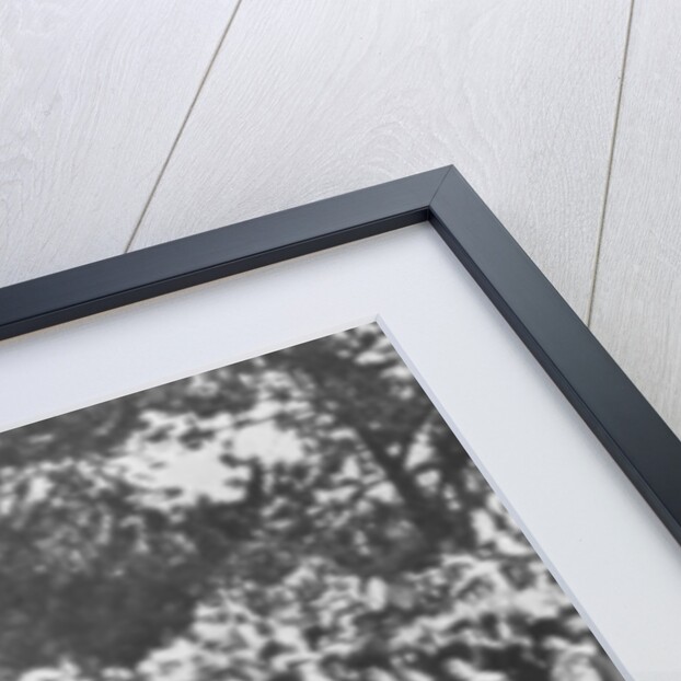 Russian troops saluting Tsar Nicholas II, Krasnoye Selo by Anonymous