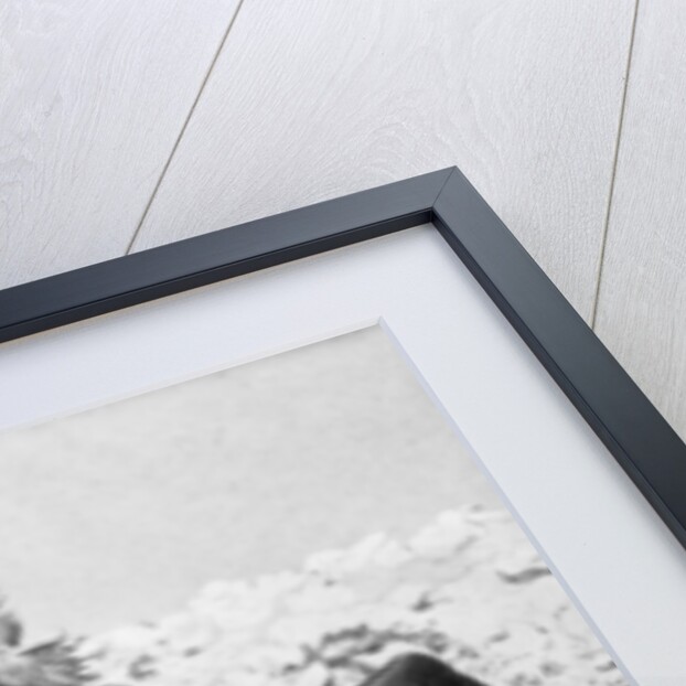 Messenger pigeons being released at the front line, World War I by Anonymous