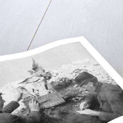 Messenger pigeons being released at the front line, World War I by Anonymous