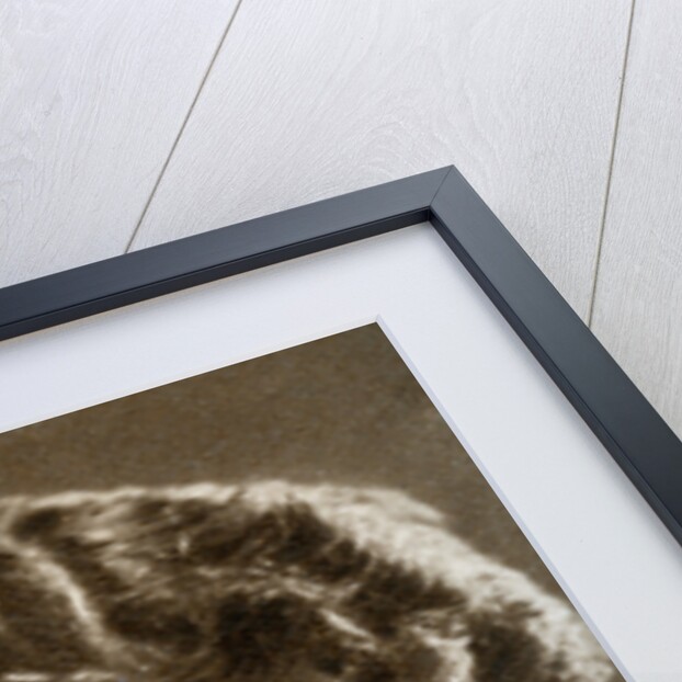 Irving Asher, film producer and managing director of British projects for Warner Brothers by Anonymous