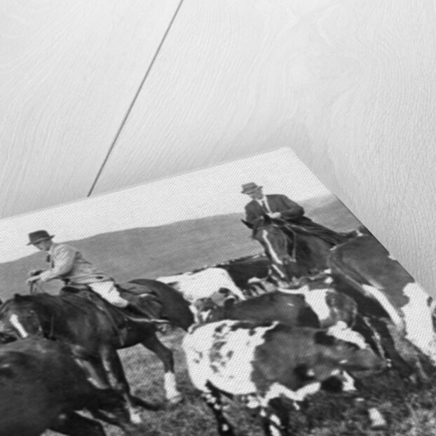 The Prince of Wales rounding up cattle in Alberta, Canada by Anonymous