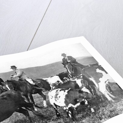 The Prince of Wales rounding up cattle in Alberta, Canada by Anonymous