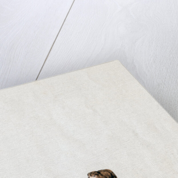 Doctor Butts, costume design for Shakespeare's play, Henry VIII by Anonymous