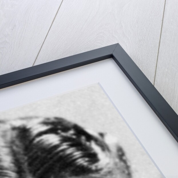 Richard Arlen, American actor by Anonymous