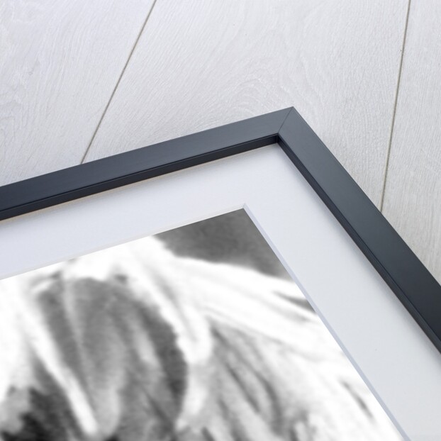 Sir Aubrey Smith, English actor and cricketer by Anonymous