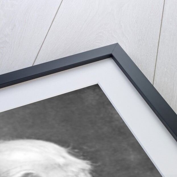 William Ewart Gladstone, 19th century British Liberal statesman and prime minister by London Stereoscopic & Photographic Co