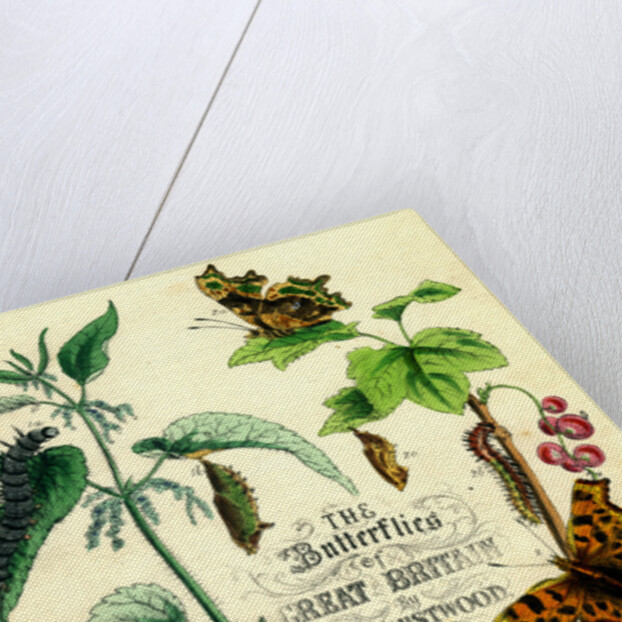 The Butterflies of Great Britain by Anonymous
