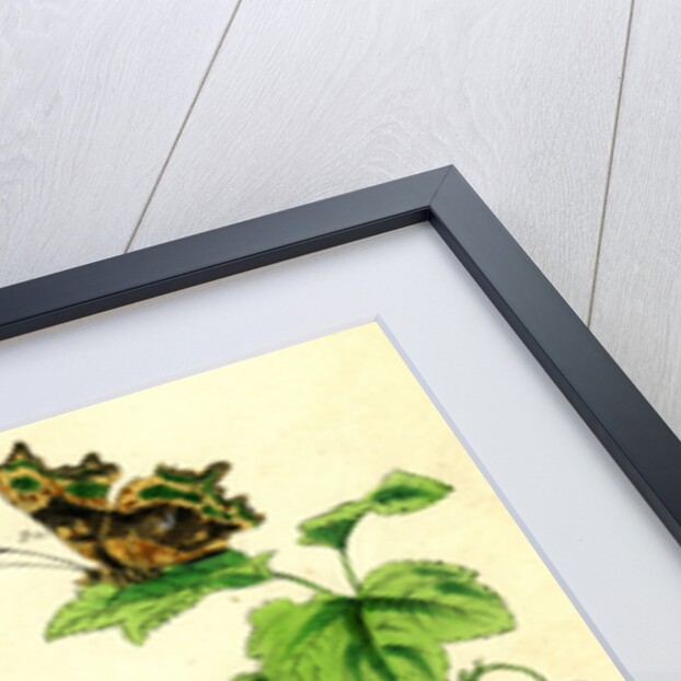 The Butterflies of Great Britain by Anonymous