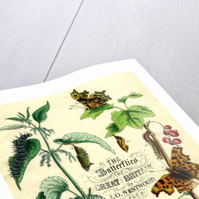 The Butterflies of Great Britain by Anonymous