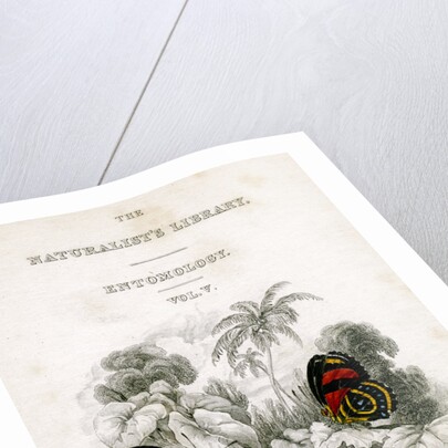 'The Naturalist's Library, Entomology, Vol V', Butterflies by William Home Lizars