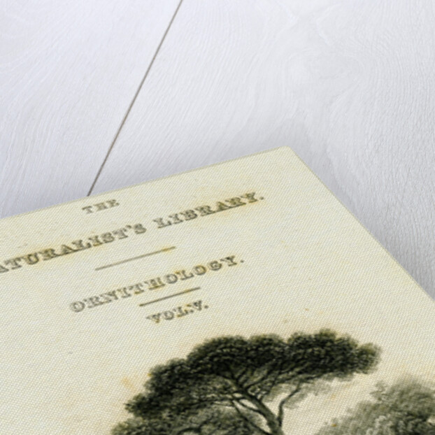 The Naturalist's Library, Ornithology Vol V, Ring Pigeon by William Home Lizars