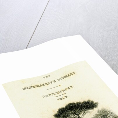 The Naturalist's Library, Ornithology Vol V, Ring Pigeon by William Home Lizars