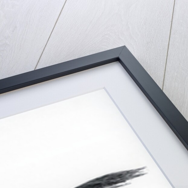 Mameluke chief by James Gillray