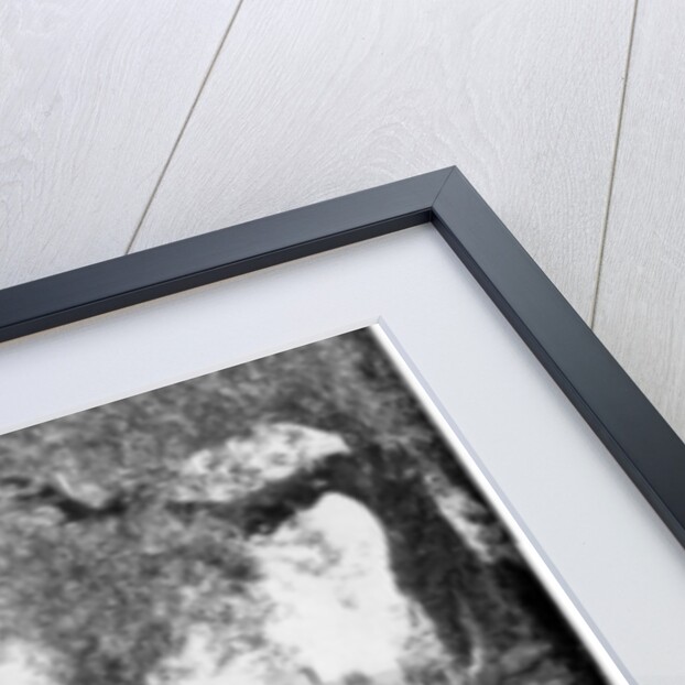 The Garden of Gethsemane, Palestine by John L Stoddard