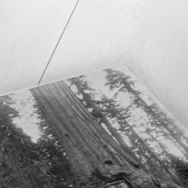 Road going through a Giant Sequoia, Mariposa Grove, Wawona, California by John L Stoddard