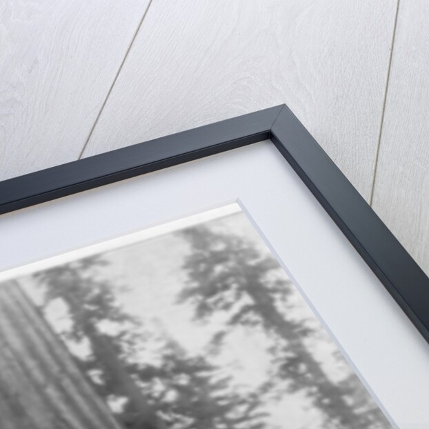 Road going through a Giant Sequoia, Mariposa Grove, Wawona, California by John L Stoddard