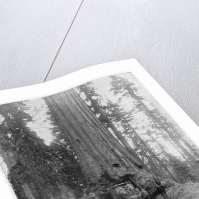 Road going through a Giant Sequoia, Mariposa Grove, Wawona, California by John L Stoddard