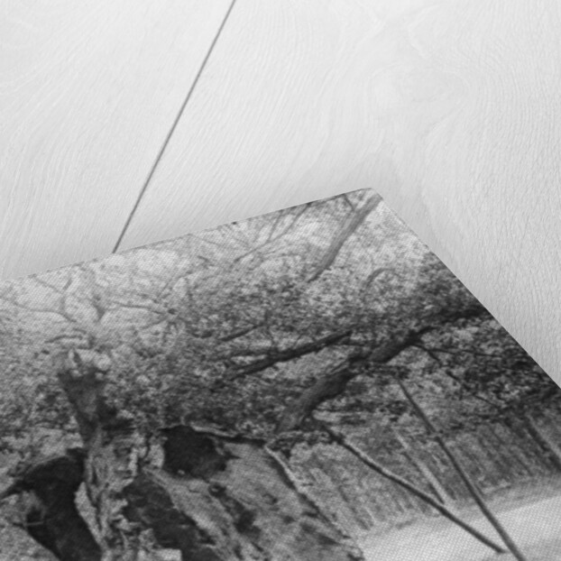 The 'Shambles' Oak, Sherwood Forest by Anonymous