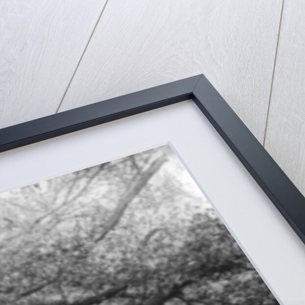 The 'Shambles' Oak, Sherwood Forest by Anonymous