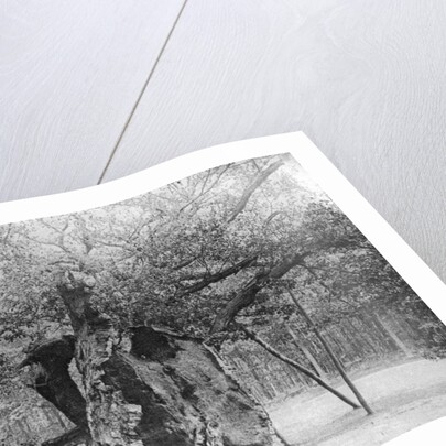 The 'Shambles' Oak, Sherwood Forest by Anonymous