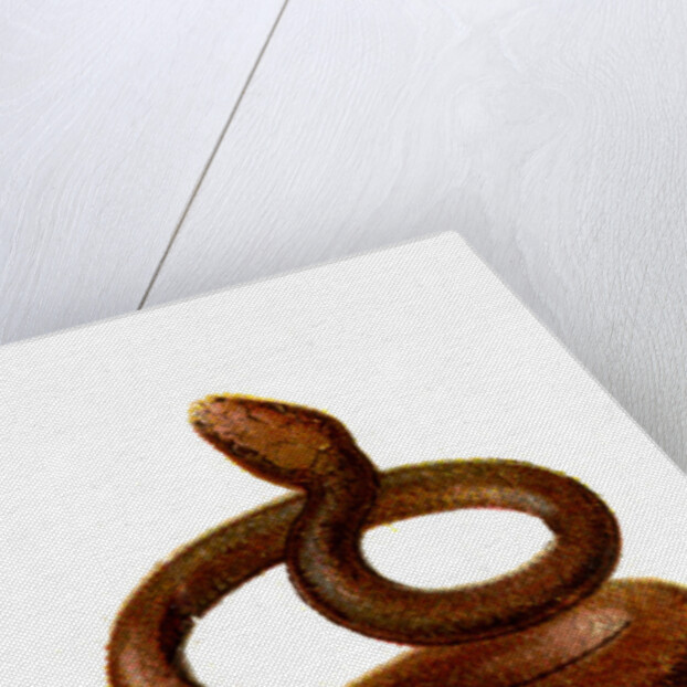 The Serpent by Anonymous