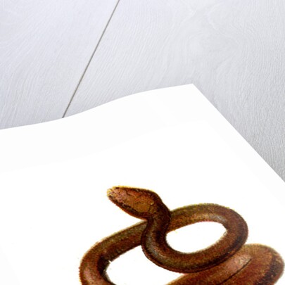 The Serpent by Anonymous