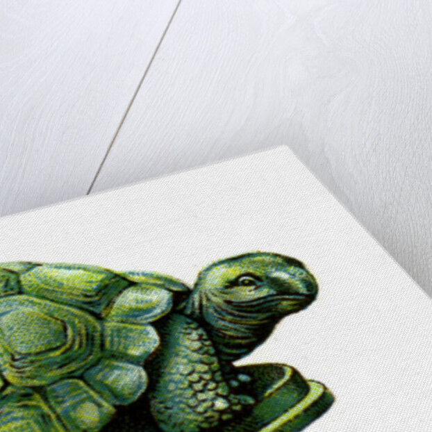 The Tortoise by Anonymous